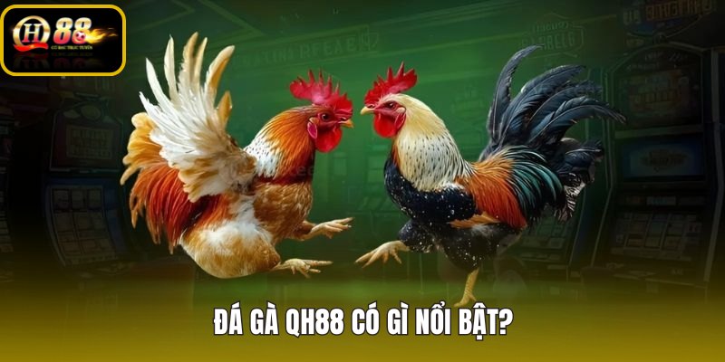 Đá gà QH88 xem kèo nhanh và theo dõi trực tiếp