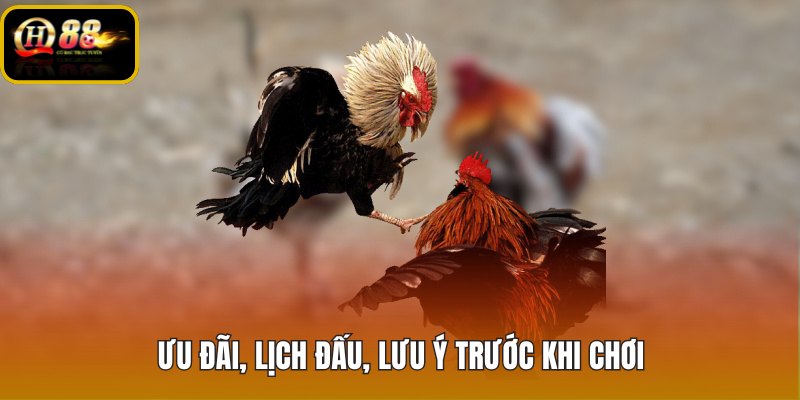 Đá gà QH88 ưu đãi lịch đấu và điều kiện cần xem